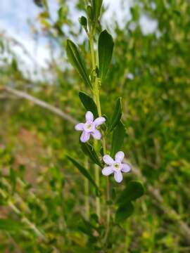 Image de Freylinia tropica S. Moore