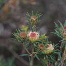 Sivun Banksia carlinoides (Meissn.) A. R. Mast & K. R. Thiele kuva