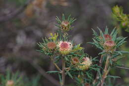 Image of Banksia carlinoides (Meissn.) A. R. Mast & K. R. Thiele