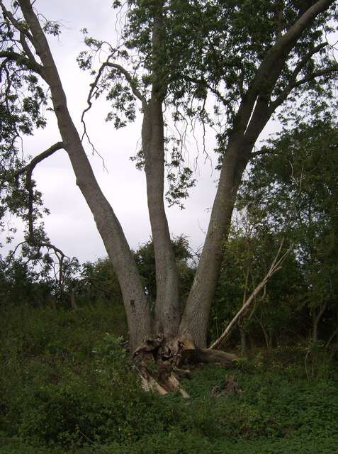 Image of European ash