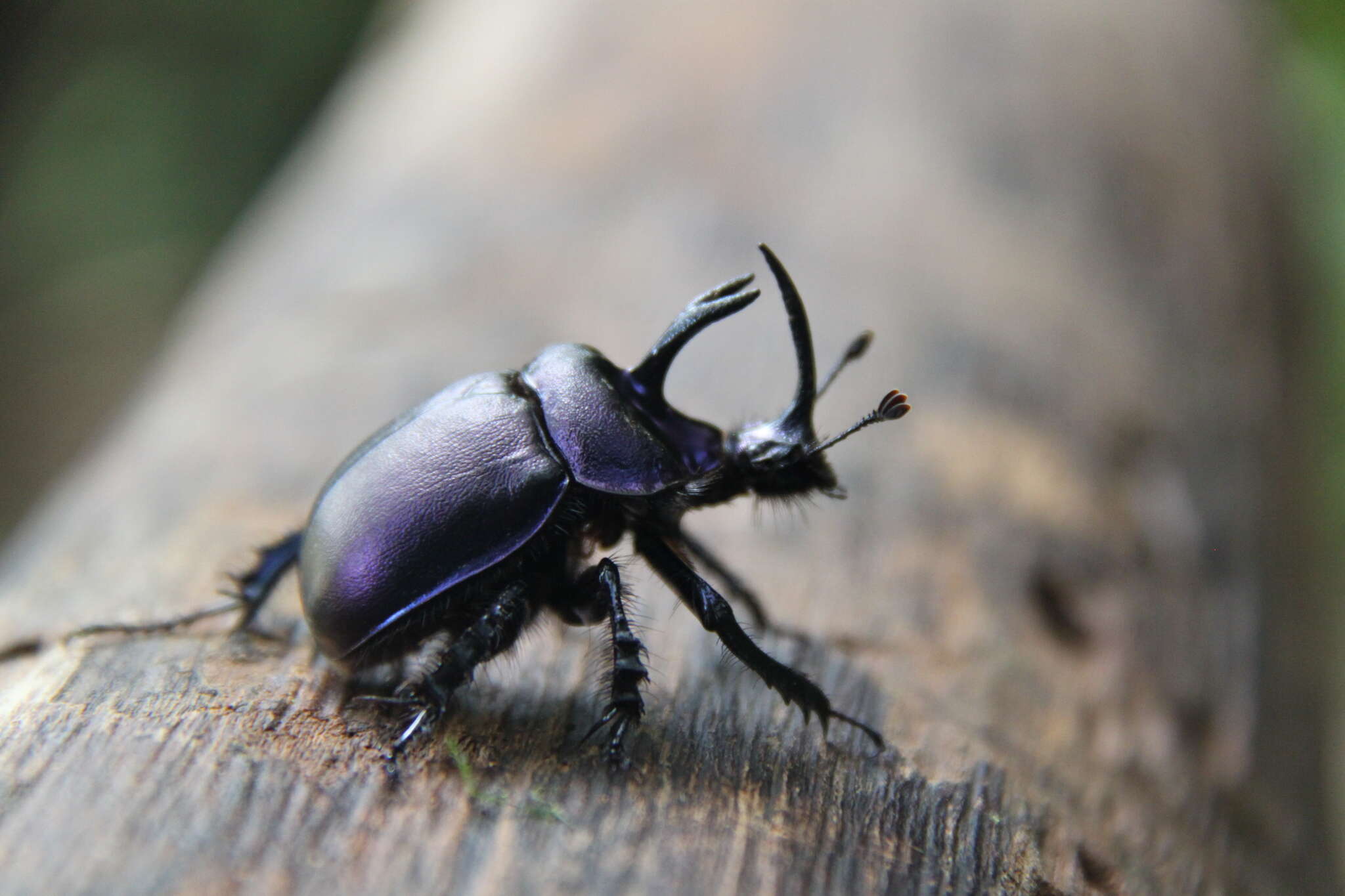 Image of Enoplotrupes