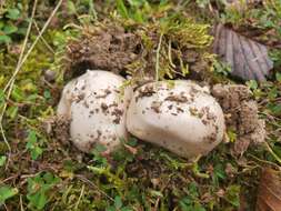 Image de Amanita spreta (Peck) Sacc. 1887