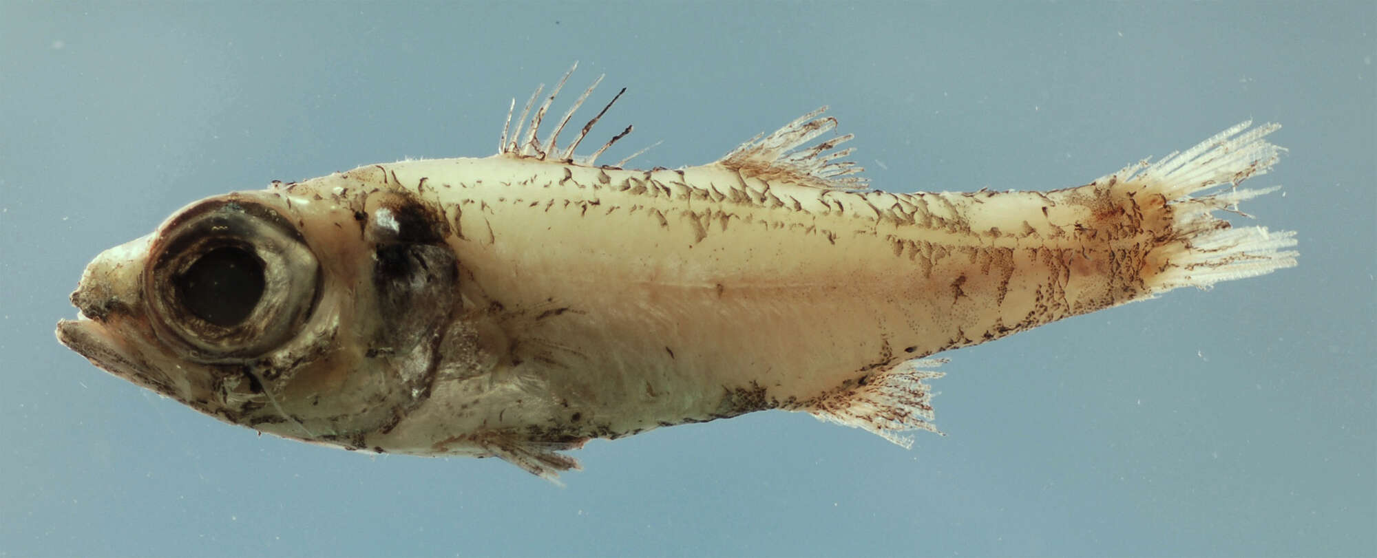 Image of Robust cardinalfish