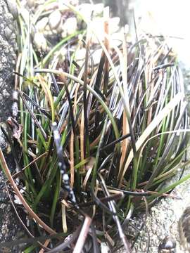 Image of Torrey's surfgrass