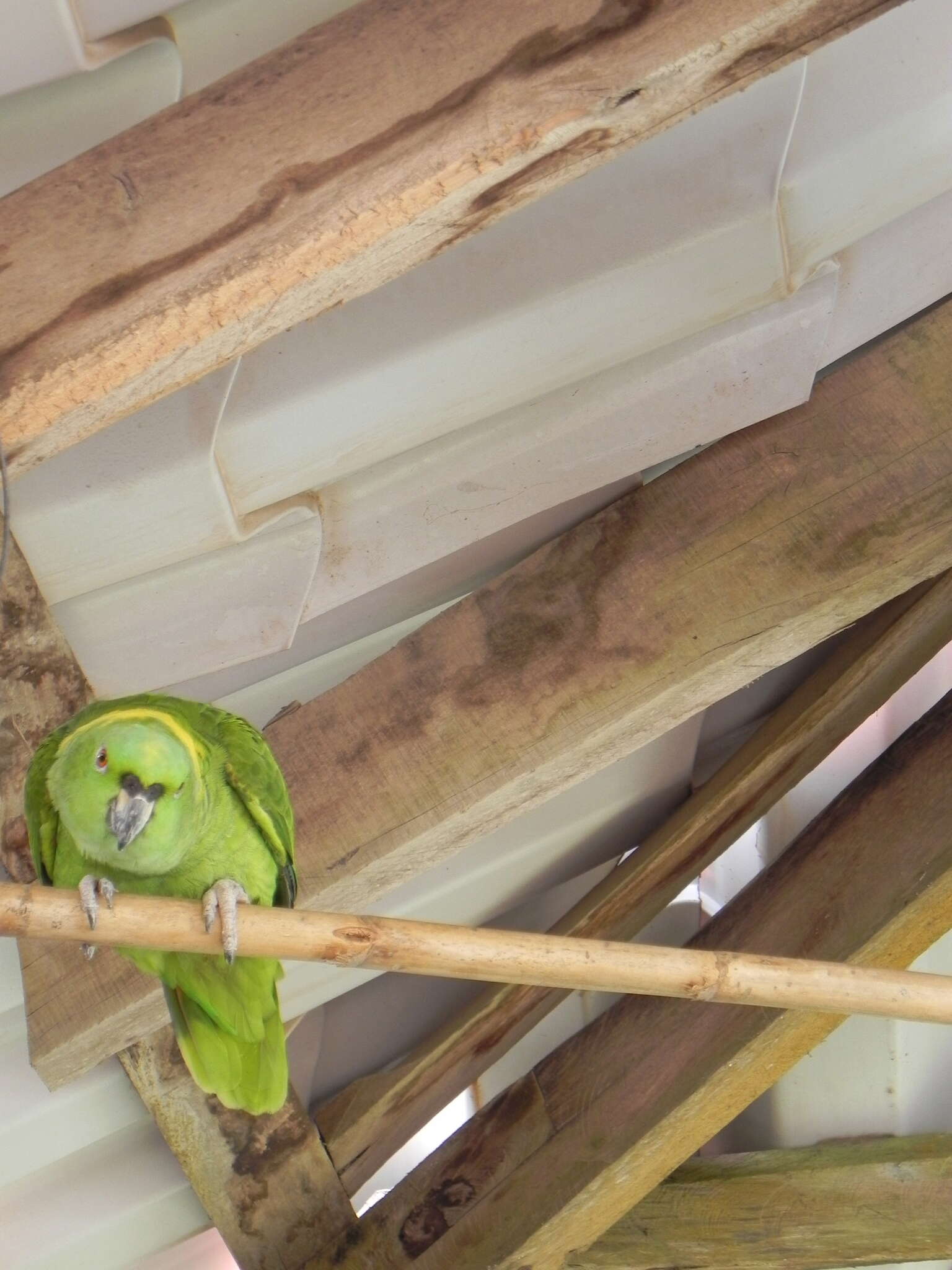 Image of Yellow-naped Amazon