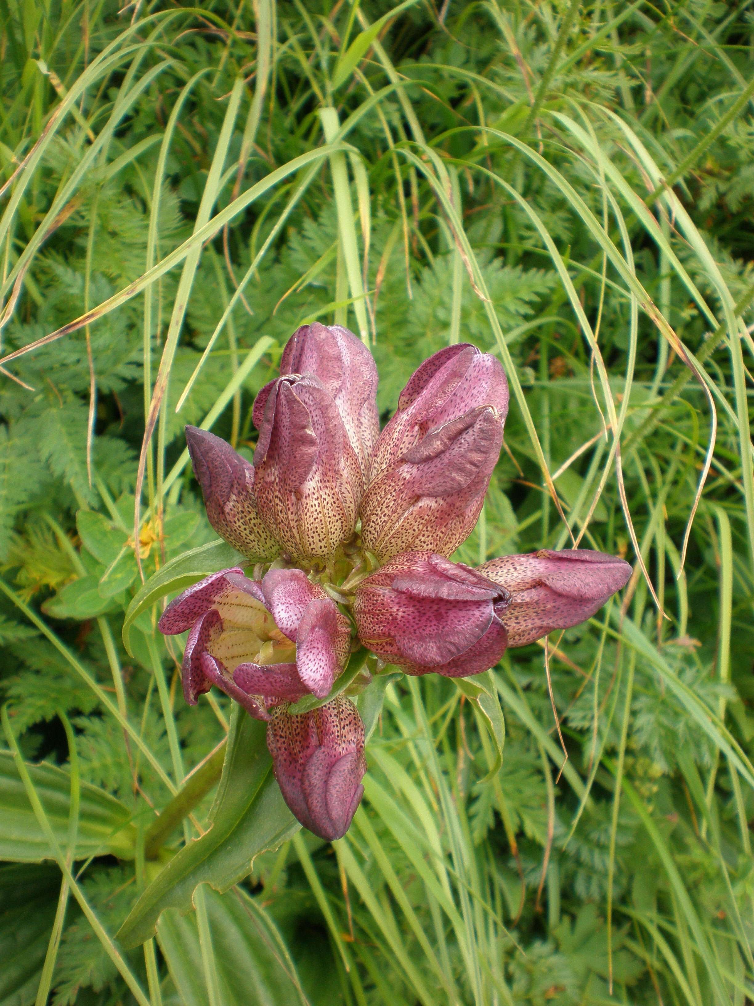 Image de Gentiane Pourpre