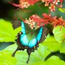 Image of Malabar Banded Peacock