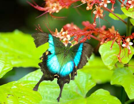 Image of Malabar Banded Peacock