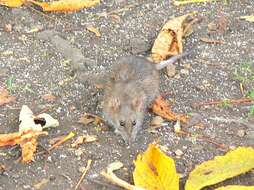 Image of Brown Rat