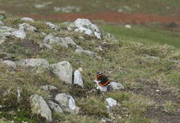 Imagem de Vanessa atalanta Linnaeus 1758