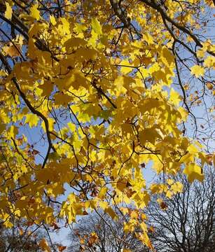 Image of Cappadocian maple