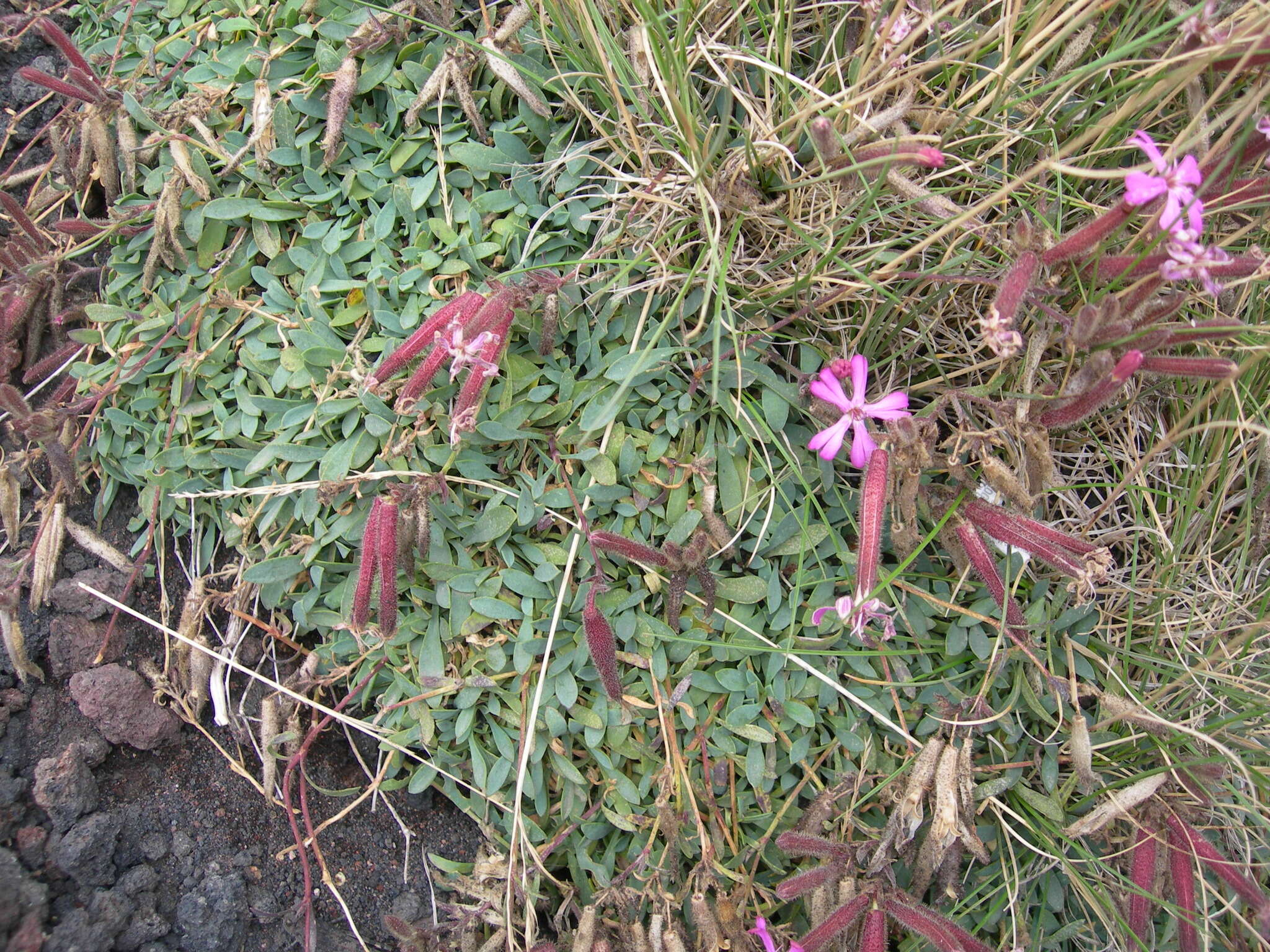 Imagem de Saponaria sicula Raf.