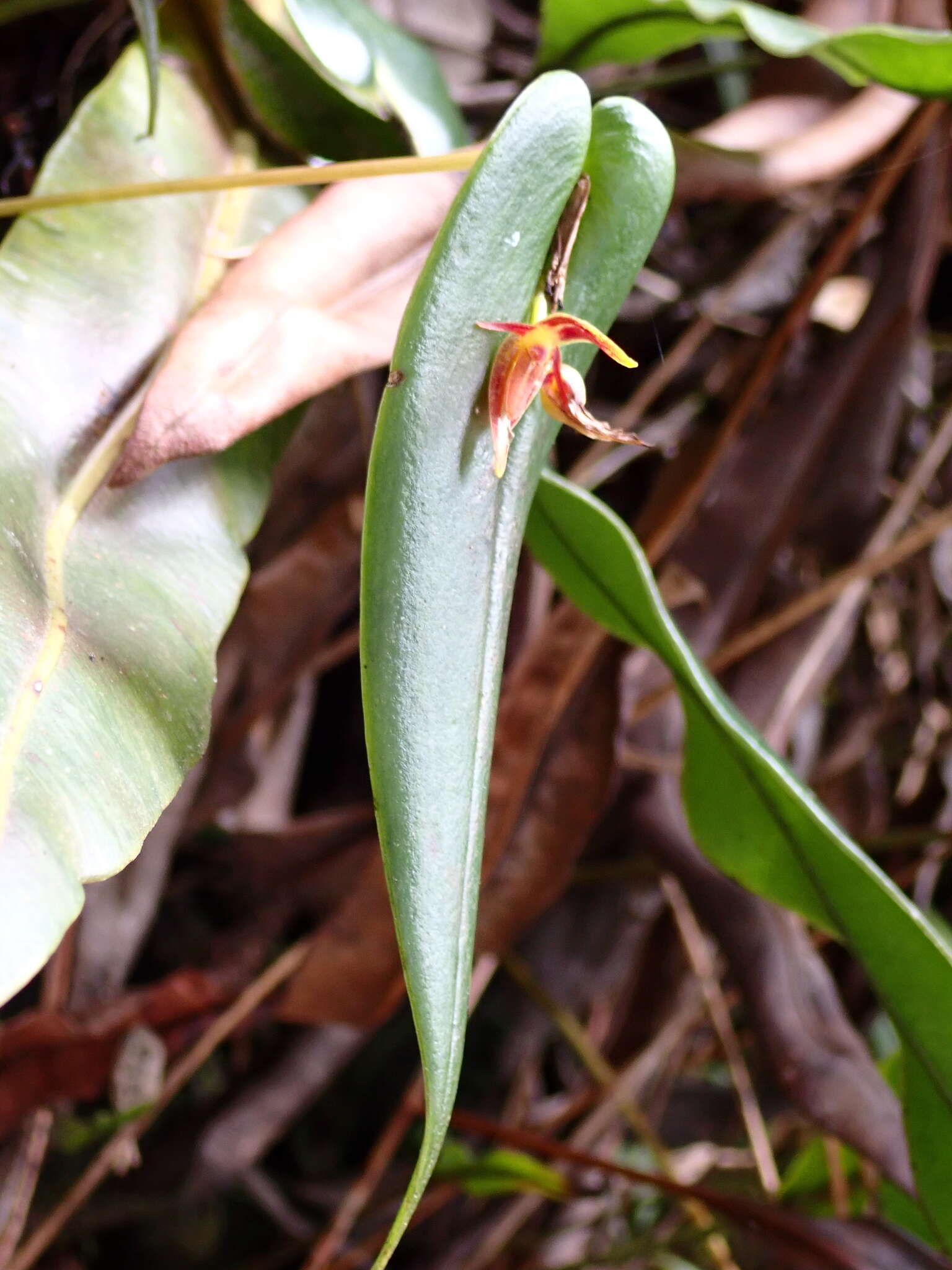 Image of Pleurothallis coriacardia Rchb. fil.