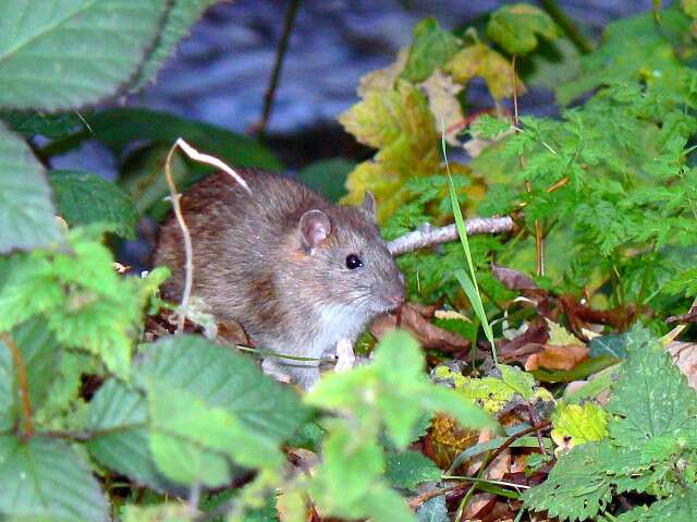 Image of Brown Rat