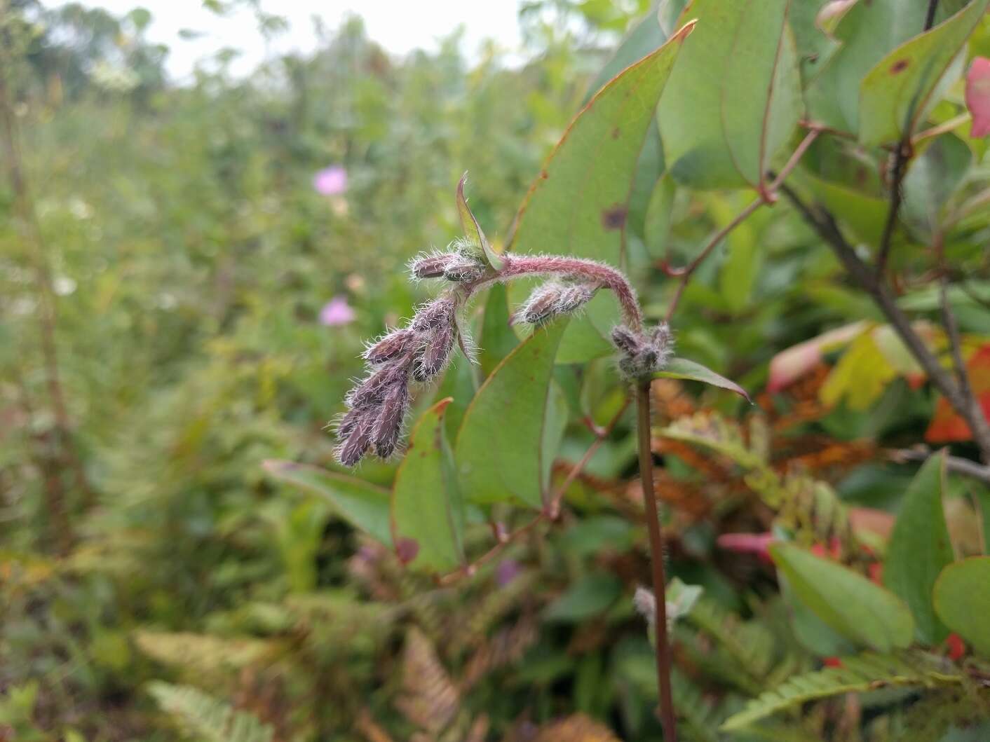 Image of Purple Rattlesnake-Root