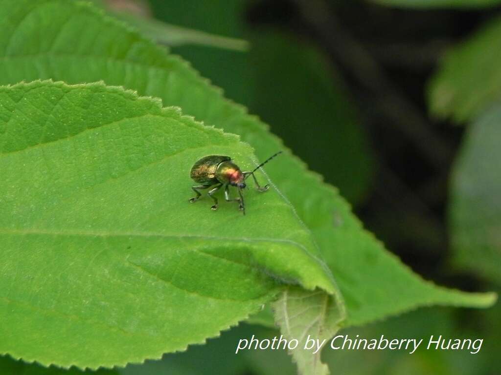 Abirus fortuneii (Baly 1861)的圖片