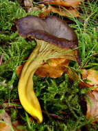 Image of Funnel Chanterelle