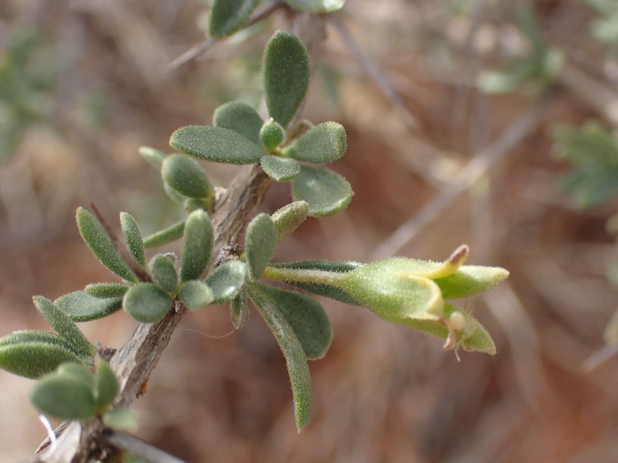 Image of Lycium hirsutum Dun.