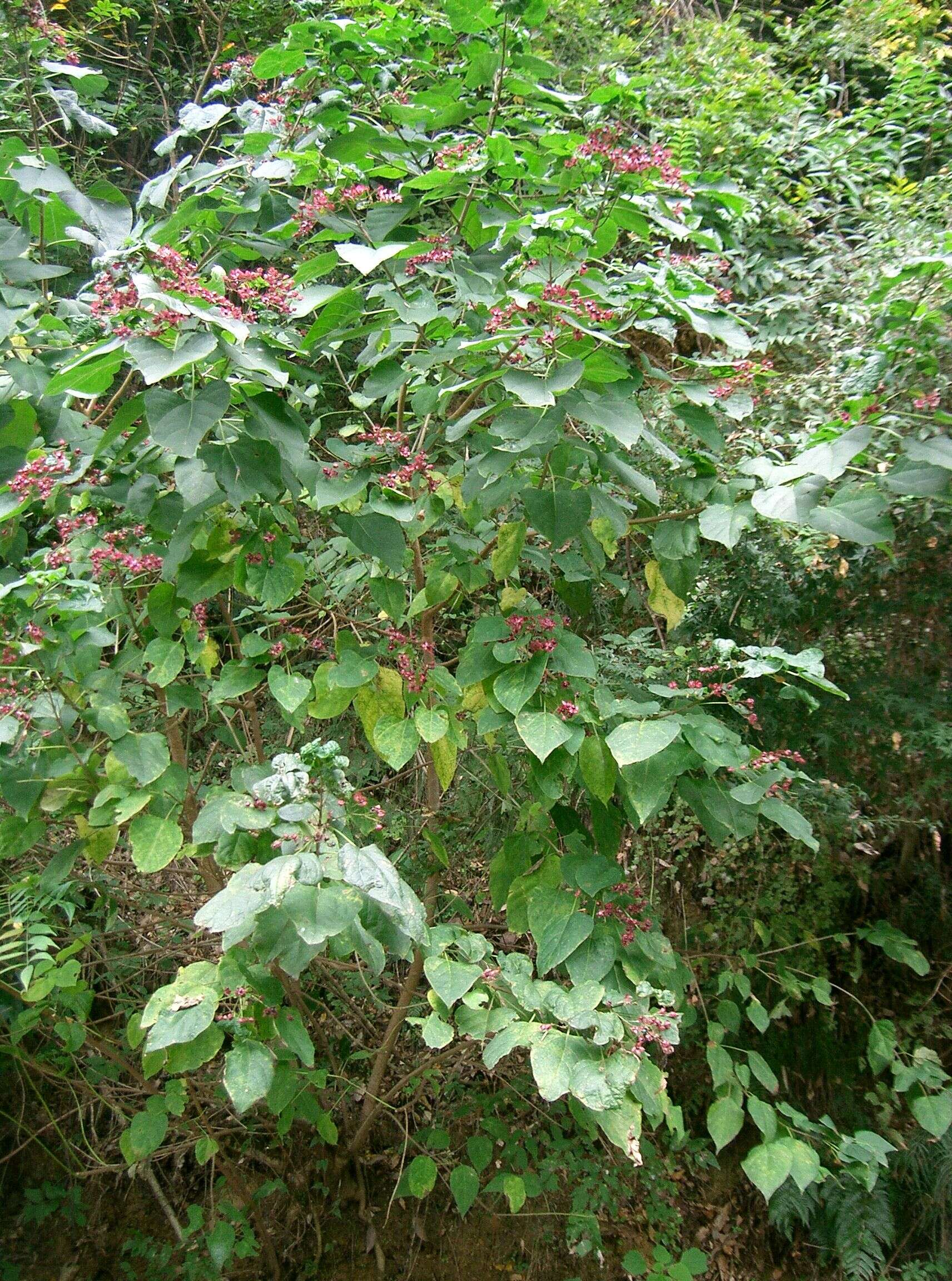 Imagem de Clerodendrum trichotomum Thunb.