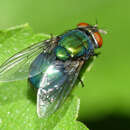 Image of Lucilia coeruleiviridis Macquart 1855