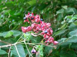 Imagem de Clerodendrum trichotomum Thunb.