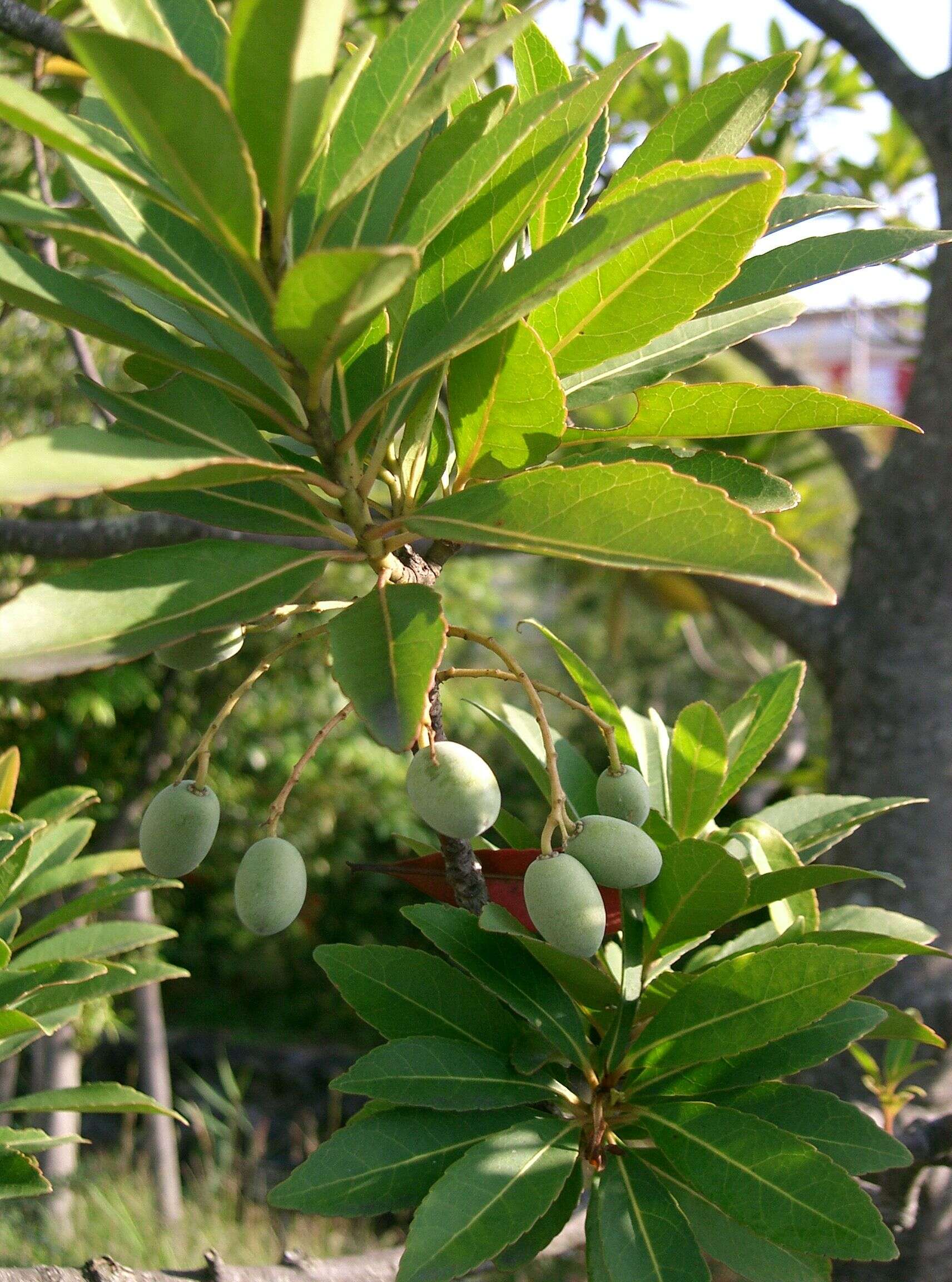 Image of Elaeocarpus sylvestris (Lour.) Poir.