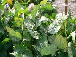 Image of soybean