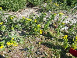 Plancia ëd Senecio littoreus var. hispidulus Harv.