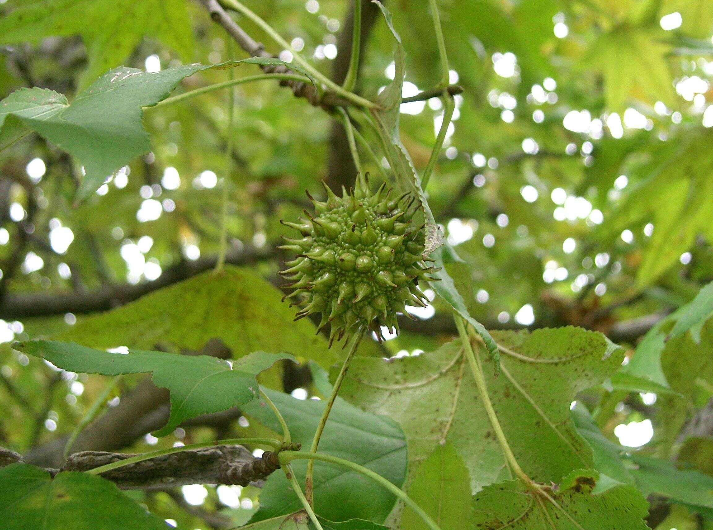 Image of American Sweetgum