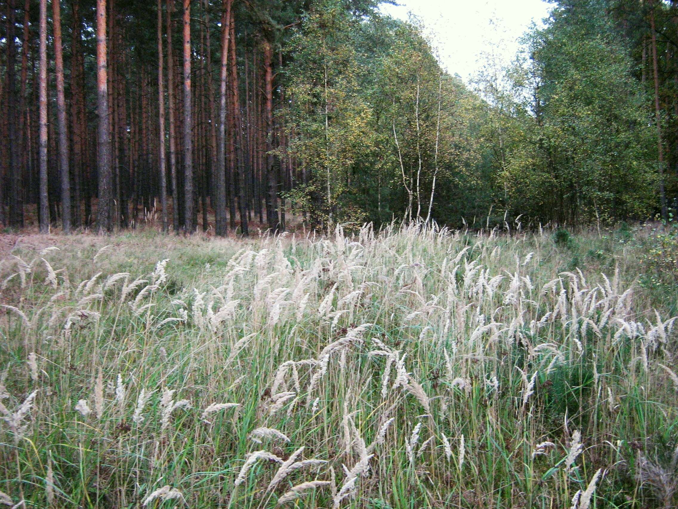 Imagem de Calamagrostis epigejos (L.) Roth