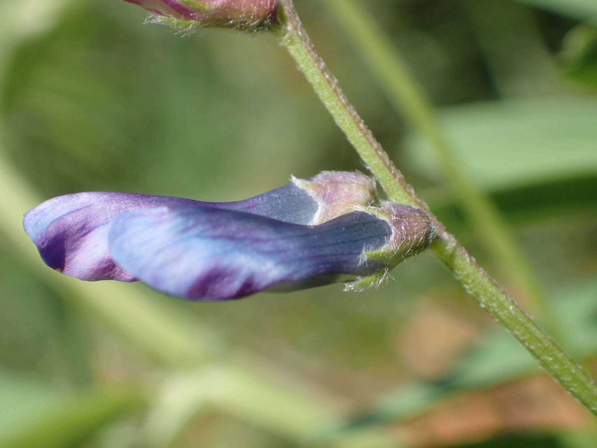 Слика од Vicia monantha Retz.