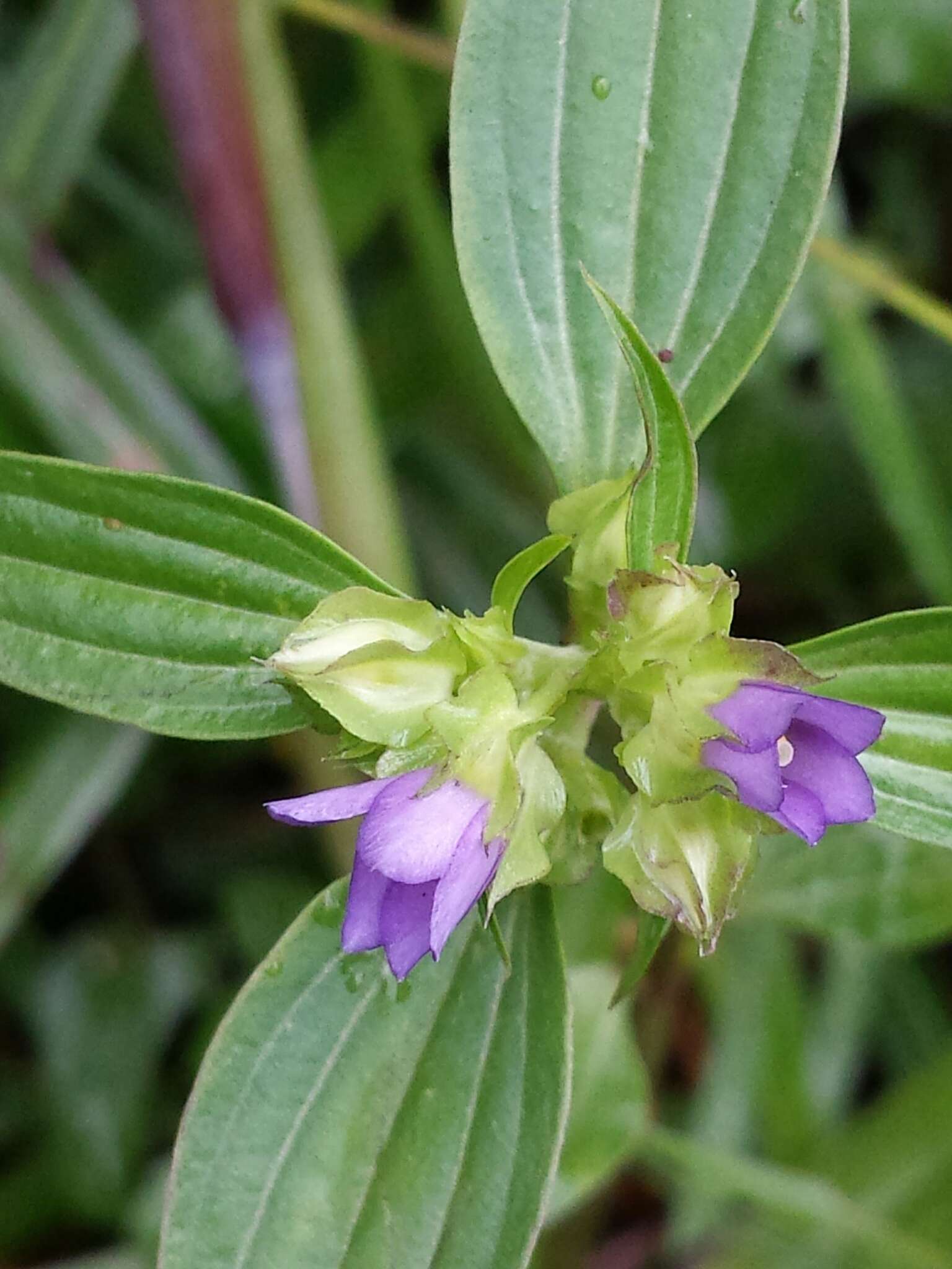 Image of Exacum quinquenervium Griseb.