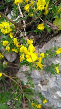 Imagem de Genista pilosa L.