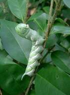 Image of Gray hawk moth