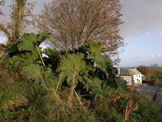 Image of giant rhubarb