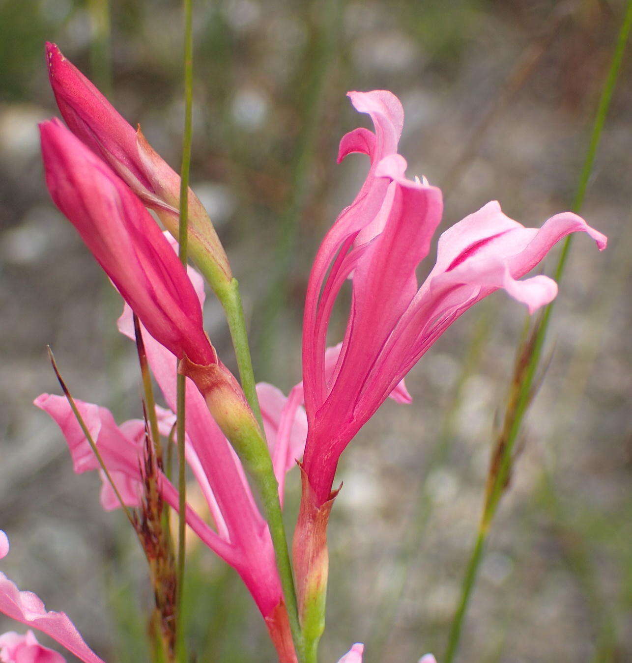 Image of Tritoniopsis ramosa var. ramosa