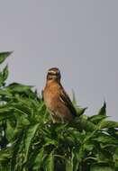 Image of Whinchat