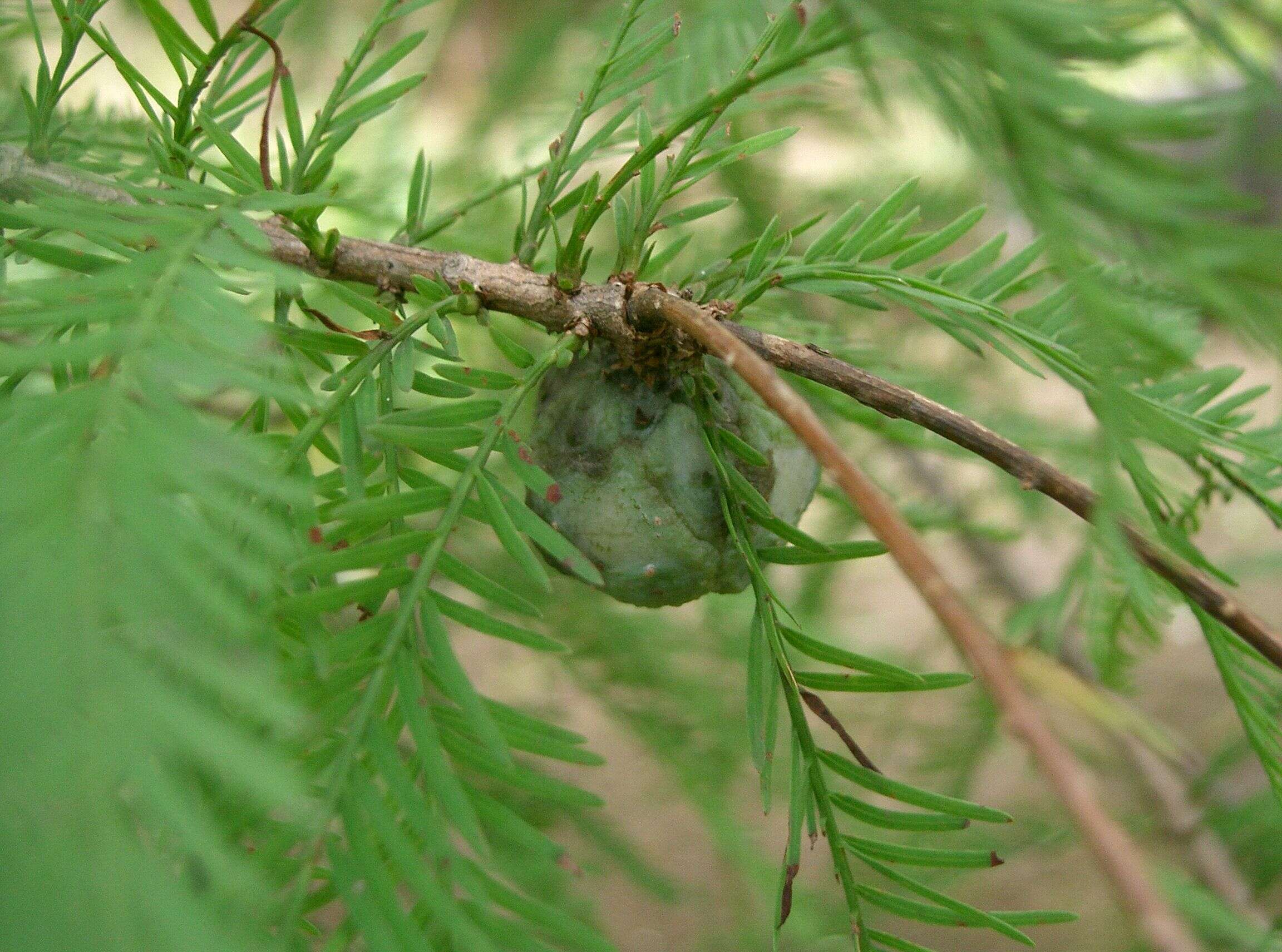 Image of Bald Cypress