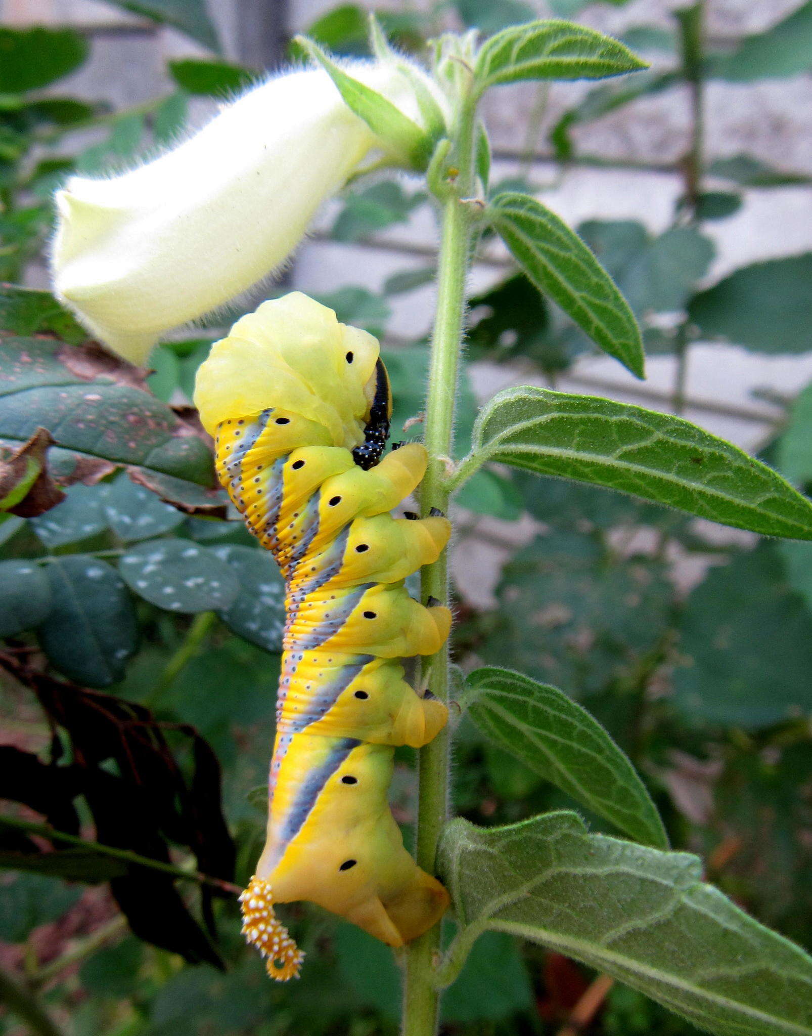 Image of African foxglove