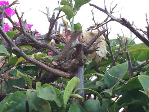 Image of Bahaman brown anole