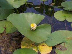 Image of Yellow Pond-Lily