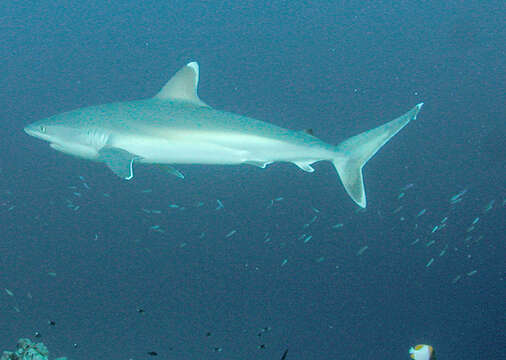 Image of Silvertip Shark