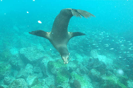 Image de Otarie des Galapagos