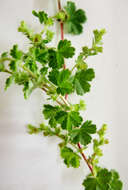 Image de Alchemilla capensis Thunb.