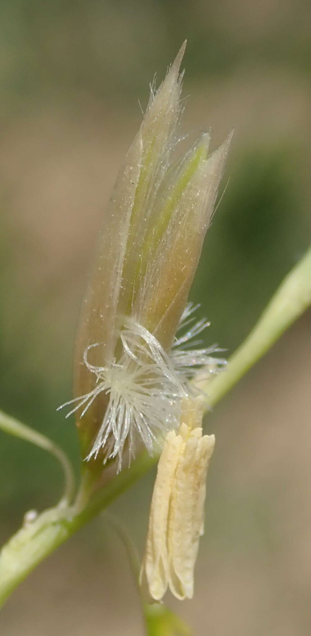 Image of pyp grass