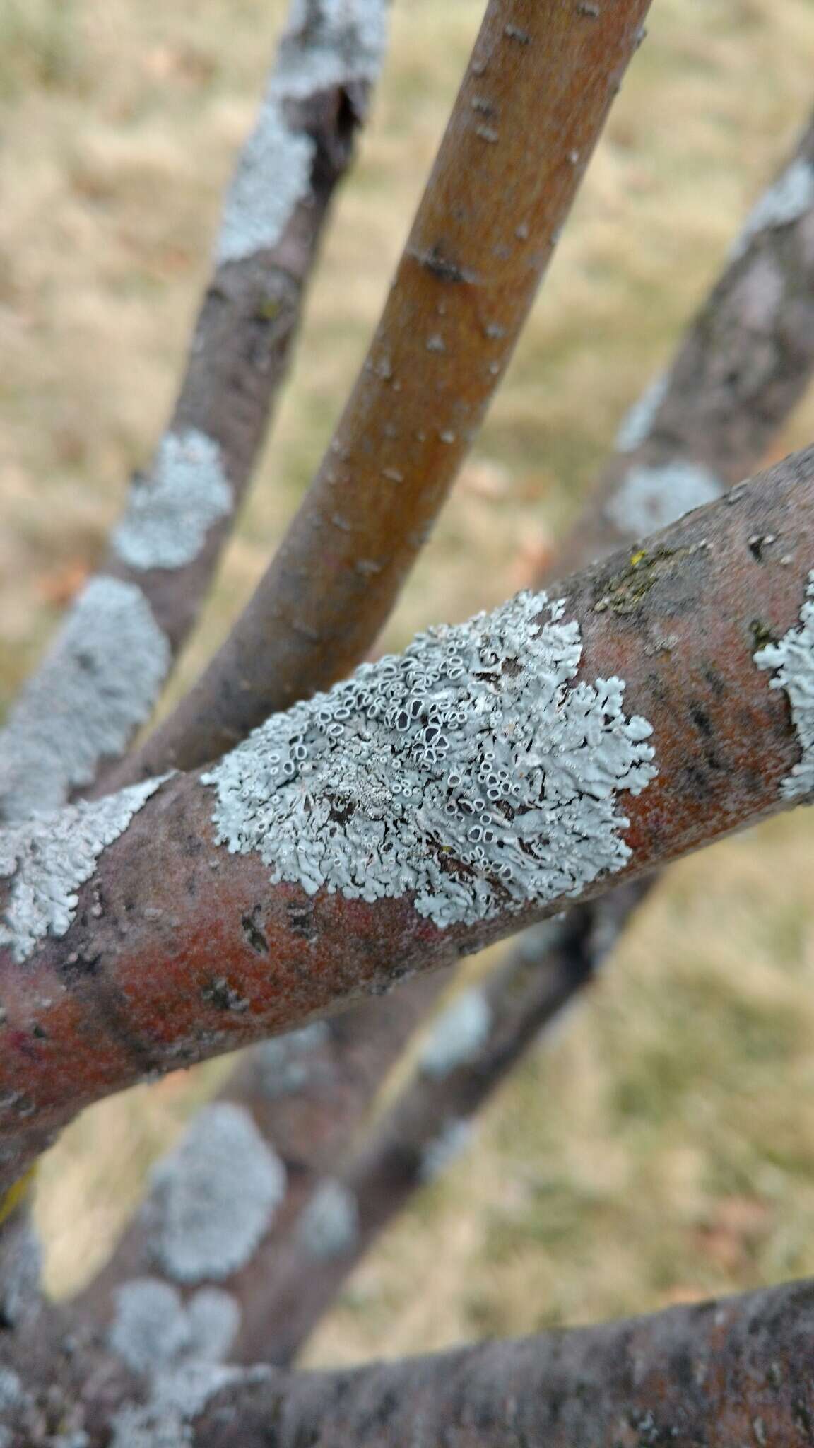 Plancia ëd Physcia stellaris (L.) Nyl.