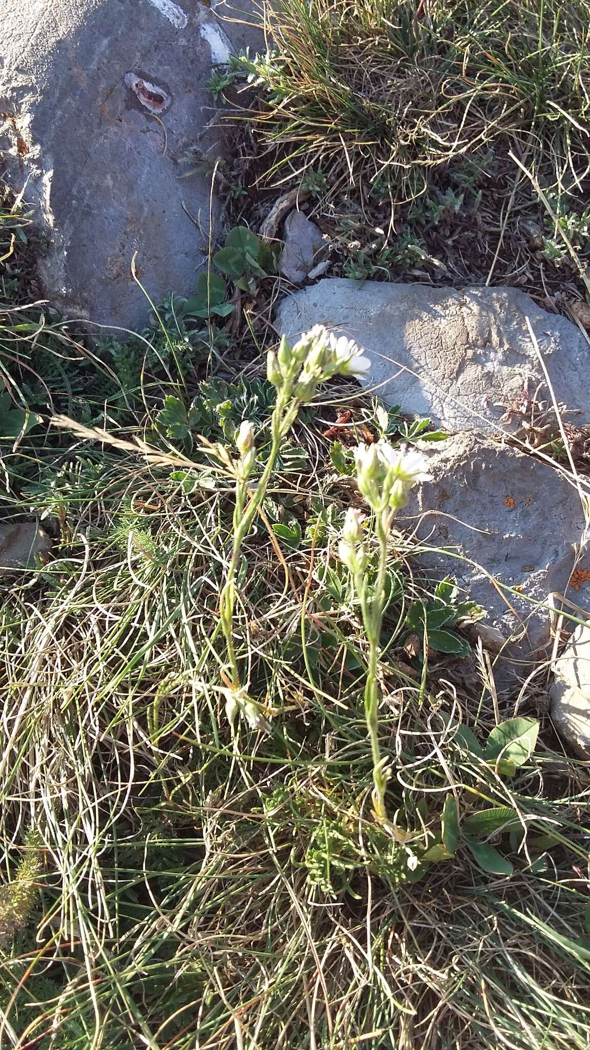 Minuartia hirsuta (M. Bieb.) Hand.-Mazz.的圖片