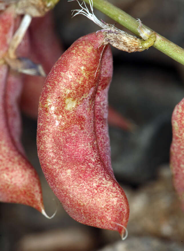 Image of cima milkvetch