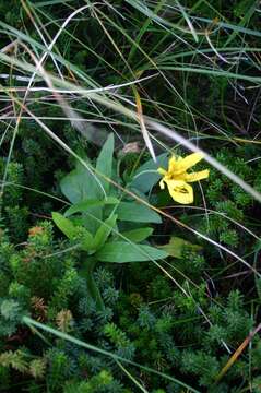 Image of mountain arnica