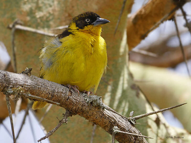 Image of Baglafecht Weaver